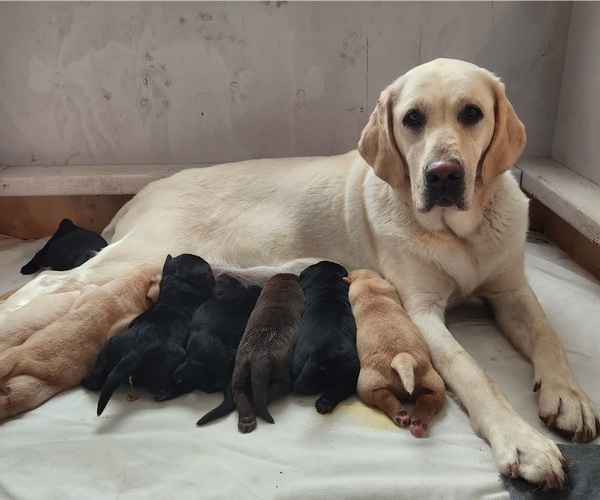 Medium Photo #1  Breeder Profile in BUTLER, PA, USA
