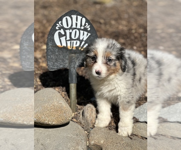Medium Photo #10  Breeder Profile in NEW HAVEN, CT, USA