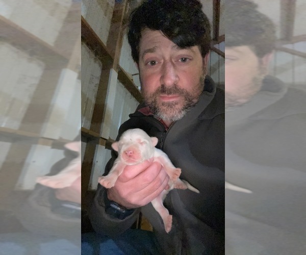 Medium Photo #1  Breeder Profile in MARTIN, TN, USA