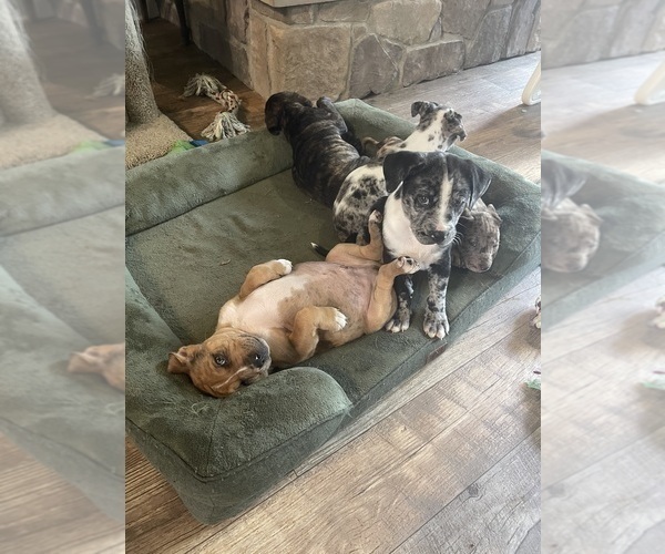 Medium Photo #15  Breeder Profile in WESTFIELD, NC, USA