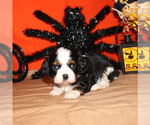 Small #55 Breeder Profile image