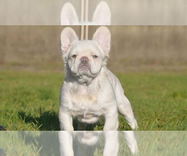 Medium Photo #1  Breeder Profile in LACEY, WA, USA