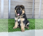 Small #172 Breeder Profile image