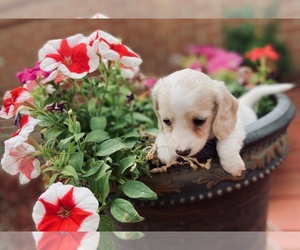 Medium Breeder Profile Photo