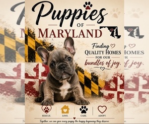 French Bulldog Dog Breeder near GLEN BURNIE, MD, USA