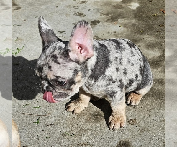 Medium Photo #77  Breeder Profile in CHINO HILLS, CA, USA
