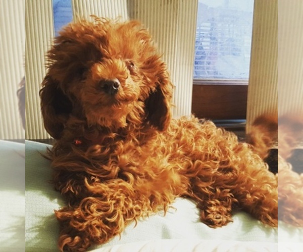 Medium Photo #1  Breeder Profile in CULVER CITY, CA, USA