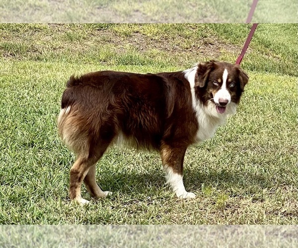 Medium Photo #28  Breeder Profile in LAKELAND, FL, USA