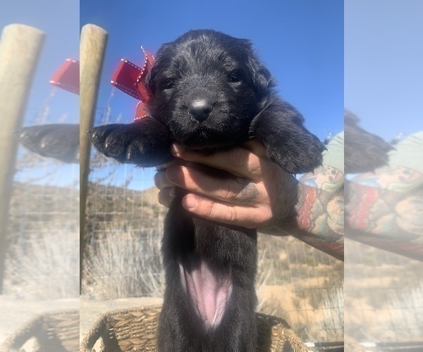 Medium Photo #44  Breeder Profile in PINON HILLS, CA, USA