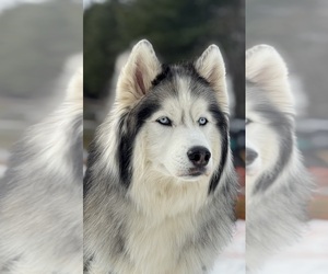 Siberian Husky Dog Breeder near WALHALLA, SC, USA