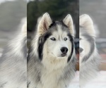 Small breeder photo