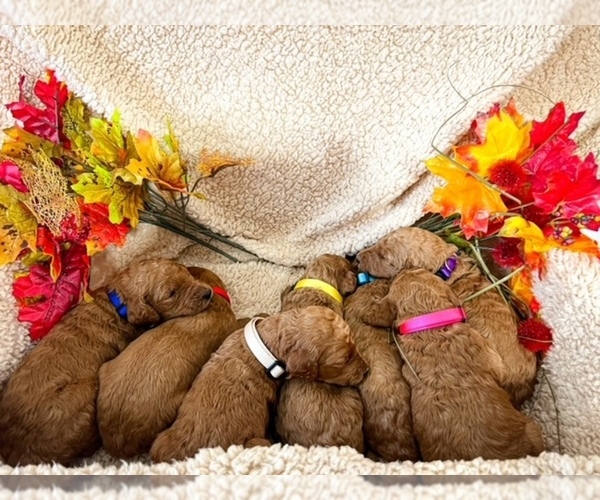 Medium Photo #4  Breeder Profile in JACKSONVILLE, FL, USA