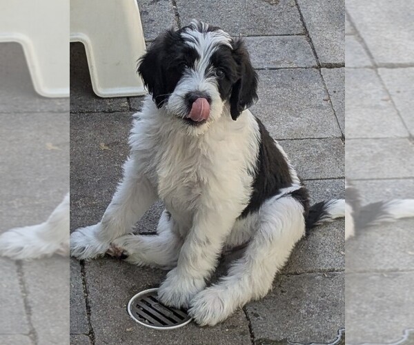 Medium Photo #10  Breeder Profile in CHULA VISTA, CA, USA