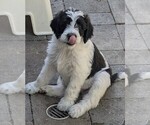 Small #9 Breeder Profile image