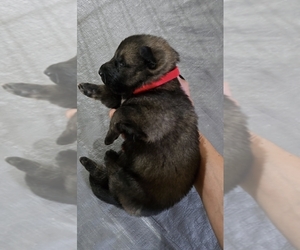 German Shepherd Dog Dog Breeder near PATASKALA, OH, USA