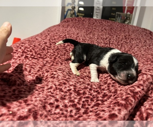 Medium Photo #7  Breeder Profile in DES MOINES, IA, USA