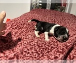 Small #6 Breeder Profile image