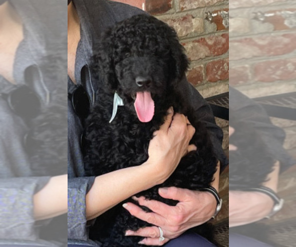 Medium Photo #1  Breeder Profile in MENLO PARK, CA, USA