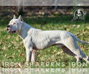Main photo of Dogo Argentino Dog Breeder near TURBOTVILLE, PA, USA
