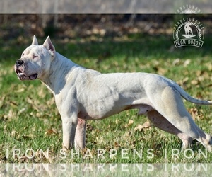 Dogo Argentino Dog Breeder in TURBOTVILLE,  USA