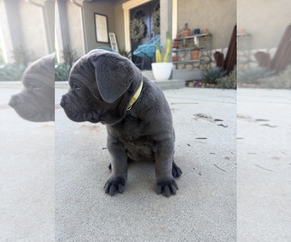 Medium Photo #5  Breeder Profile in BEAUMONT, CA, USA