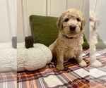 Small #12 Breeder Profile image