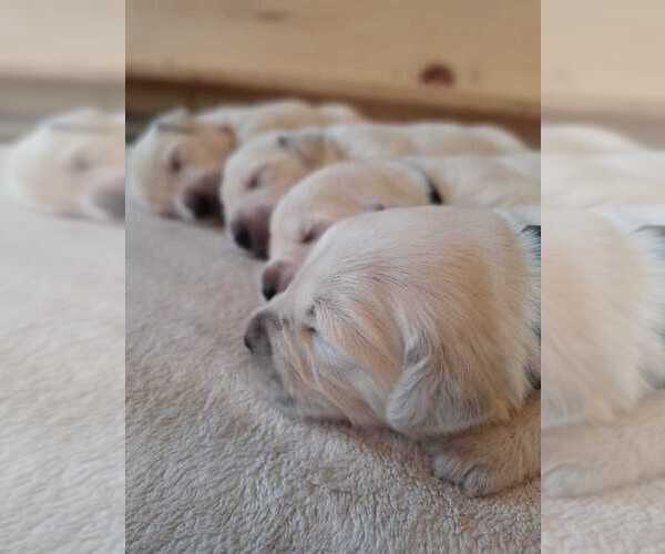 Medium Photo #8  Breeder Profile in BEDFORD, PA, USA