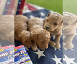 Small #1 Breeder Profile image