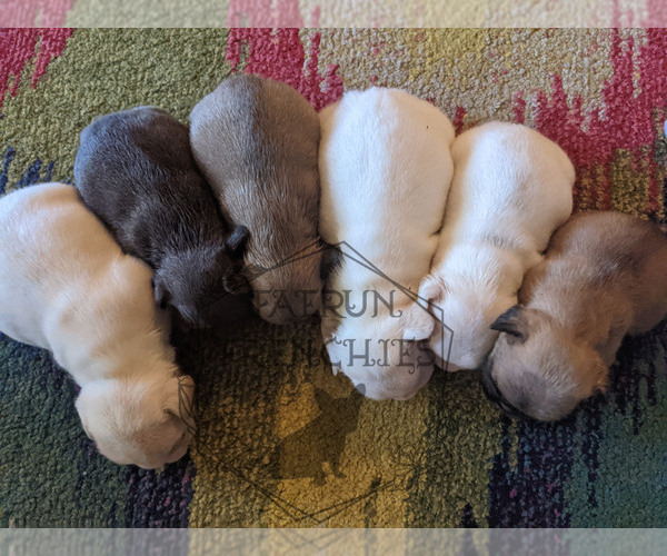 Medium Photo #1  Breeder Profile in DURANT, OK, USA
