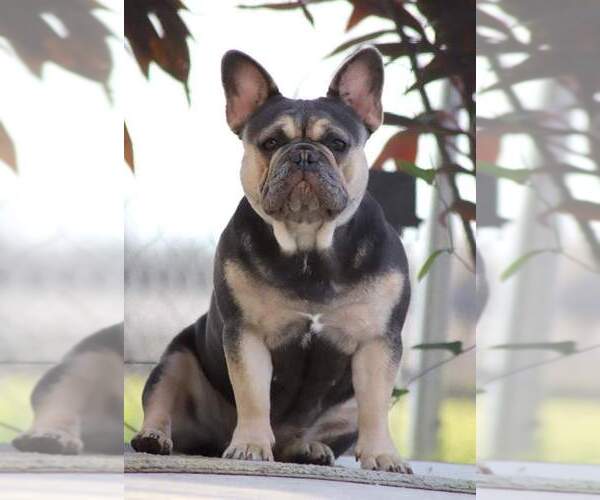 Medium Photo #6  Breeder Profile in PUNTA GORDA, FL, USA