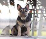 Small Photo #6  Breeder Profile in PUNTA GORDA, FL, USA