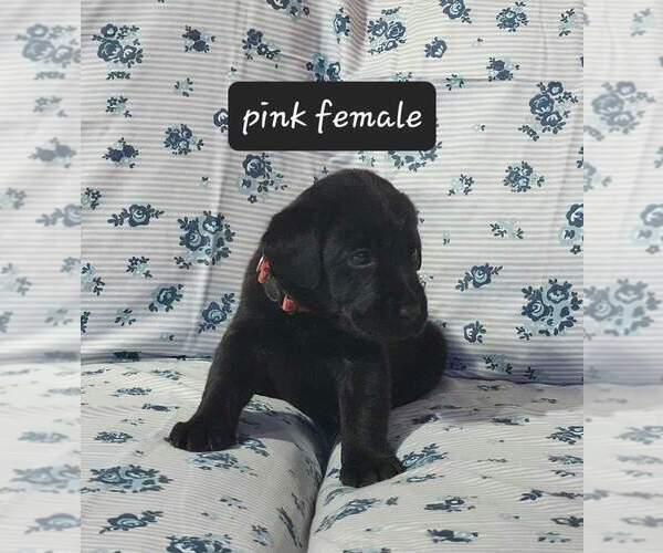Medium Photo #5  Breeder Profile in HEBRON, KY, USA