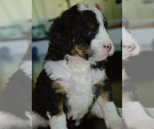 Medium Photo #17  Breeder Profile in MCALLEN, TX, USA