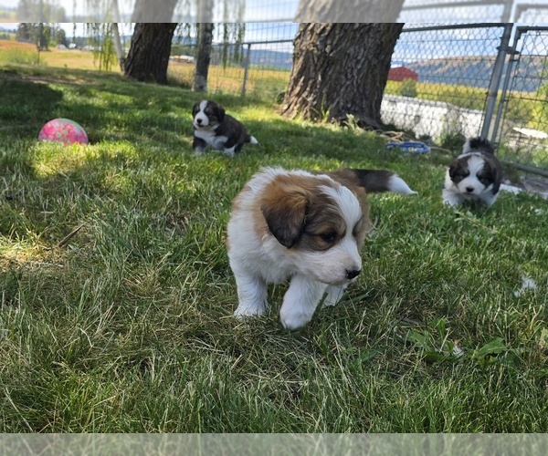 Medium Photo #2  Breeder Profile in ELGIN, OR, USA