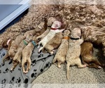Small #1 Breeder Profile image
