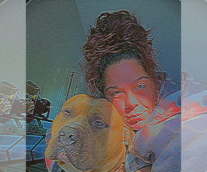 American Bully Dog Breeder near HARPURSVILLE, NY, USA