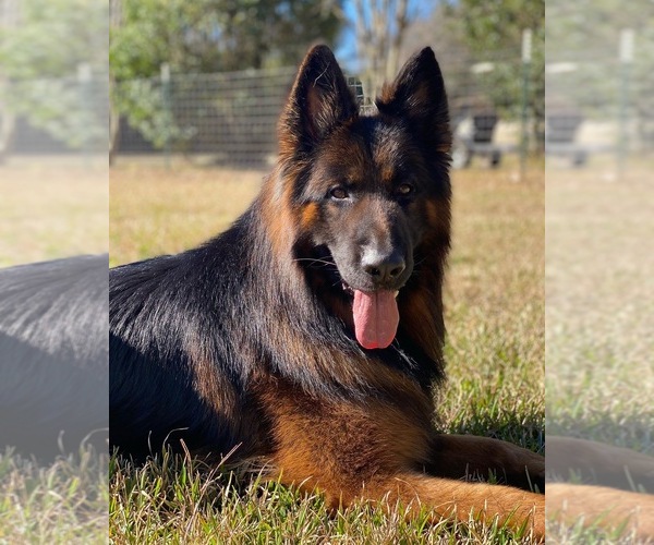 Medium Photo #2  Breeder Profile in COVINGTON, LA, USA