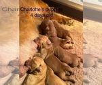 Small #15 Breeder Profile image