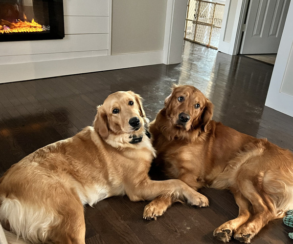 Medium Photo #1  Breeder Profile in BEALETON, VA, USA