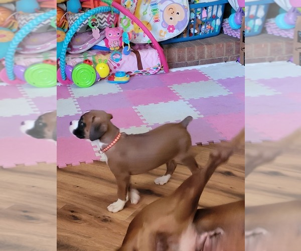 Medium Photo #1  Breeder Profile in LULA, GA, USA