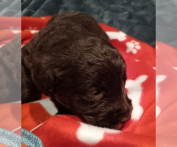 Medium Photo #2  Breeder Profile in JEFFERSONTOWN, KY, USA