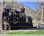 Small #117 Breeder Profile image