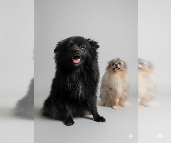 Medium Photo #3  Breeder Profile in PHILADELPHIA, PA, USA