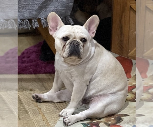 Medium Photo #46  Breeder Profile in KALISPELL, MT, USA
