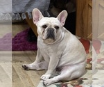 Small #45 Breeder Profile image
