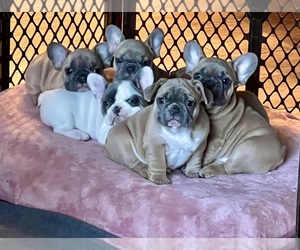 French Bulldog Dog Breeder near PERRIS, CA, USA