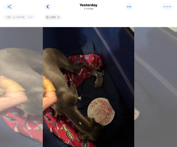 Medium Photo #7  Breeder Profile in STILLWATER, OK, USA