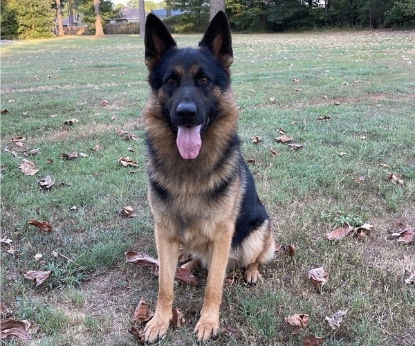 Medium Photo #1  Breeder Profile in POTTSVILLE, AR, USA