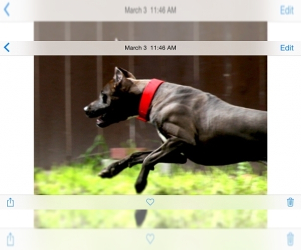 Medium Photo #1  Breeder Profile in Sacramento, CA, USA