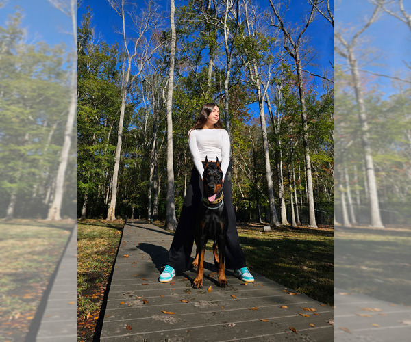 Medium Photo #23  Breeder Profile in FORT LAUDERDALE, FL, USA